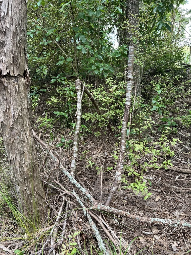 Prunus Serrulata