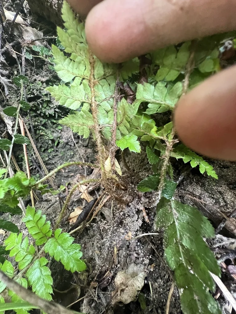 Polystichum Polyblepharum