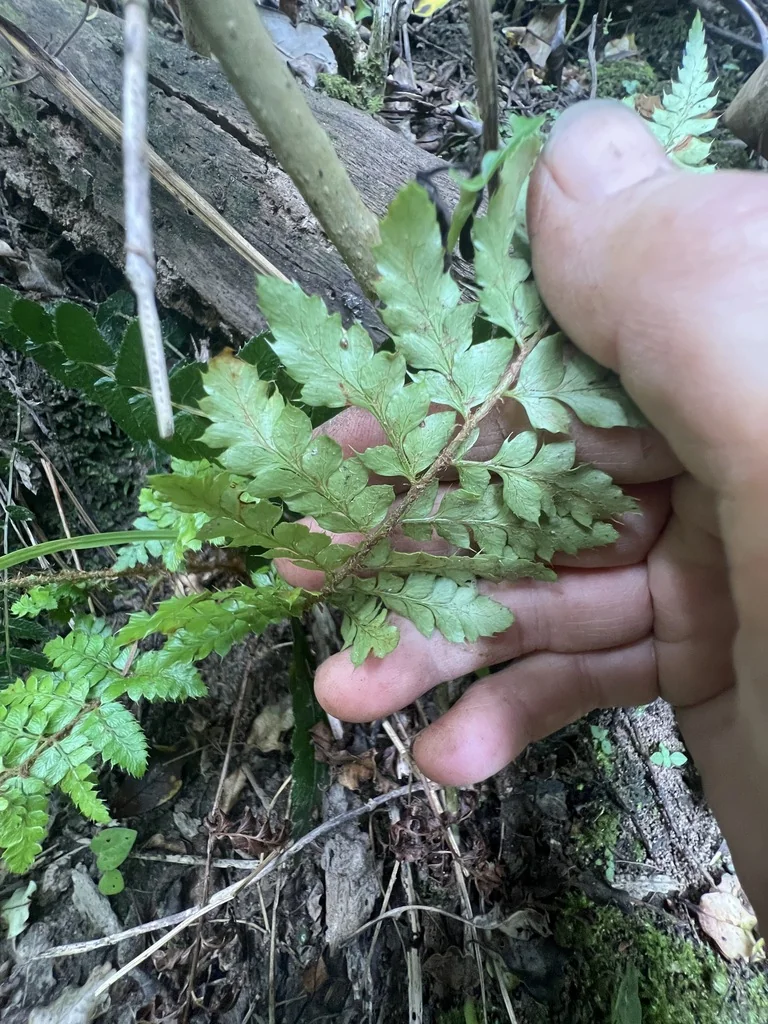 Polystichum Polyblepharum