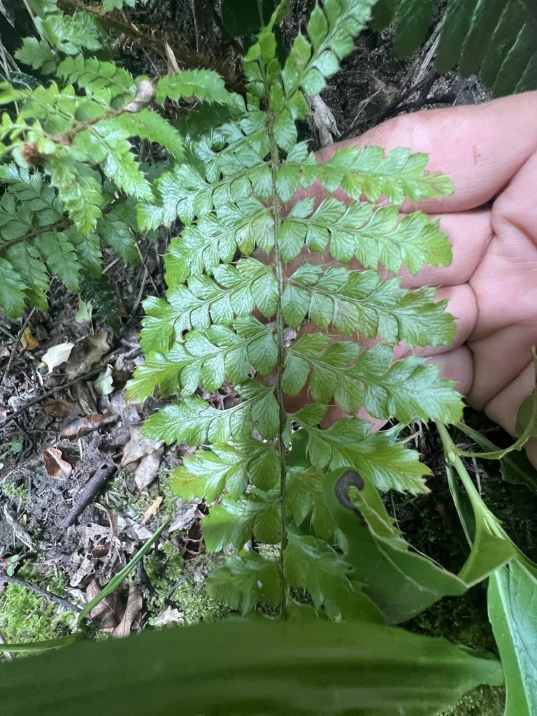 Polystichum Polyblepharum