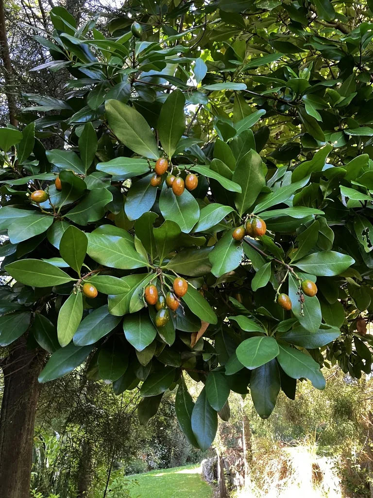 Corynocarpus Laevigatus