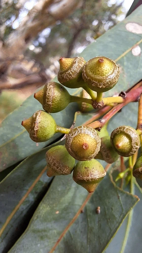 Eucalyptus Camaldulensis