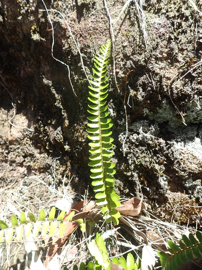 Nephrolepis cordifolia