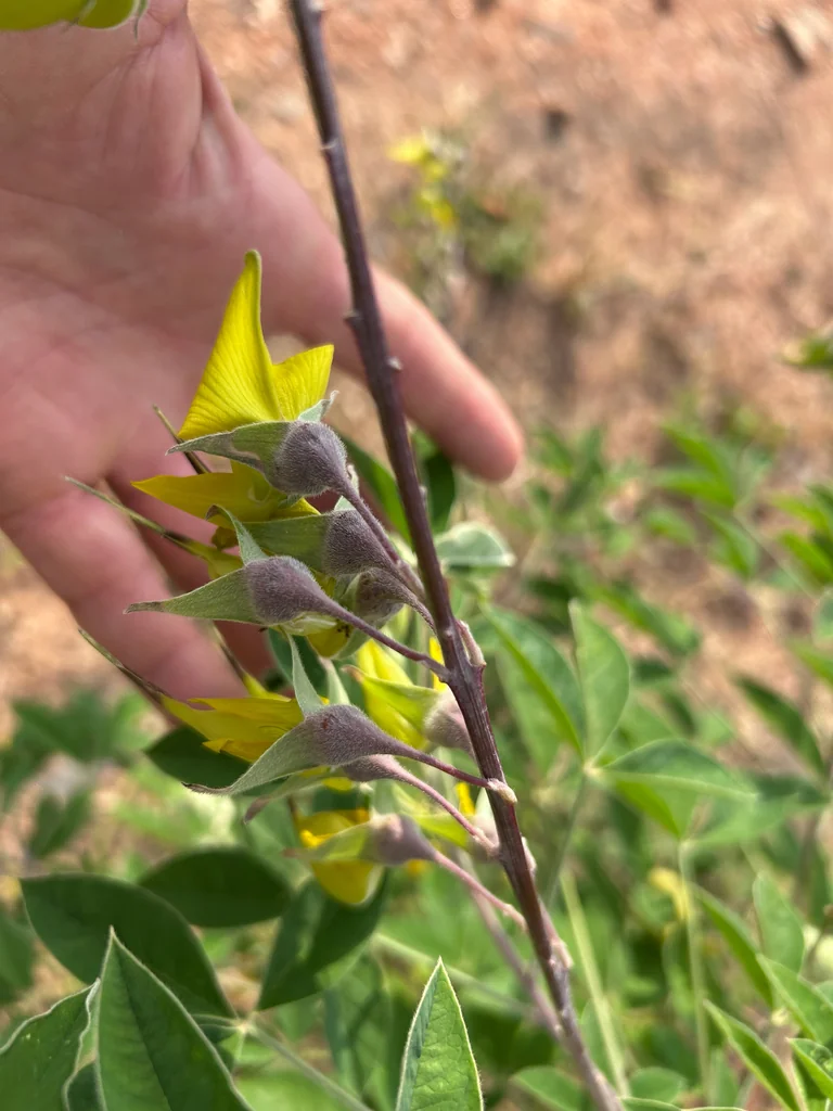 Crotalaria Agatiflora