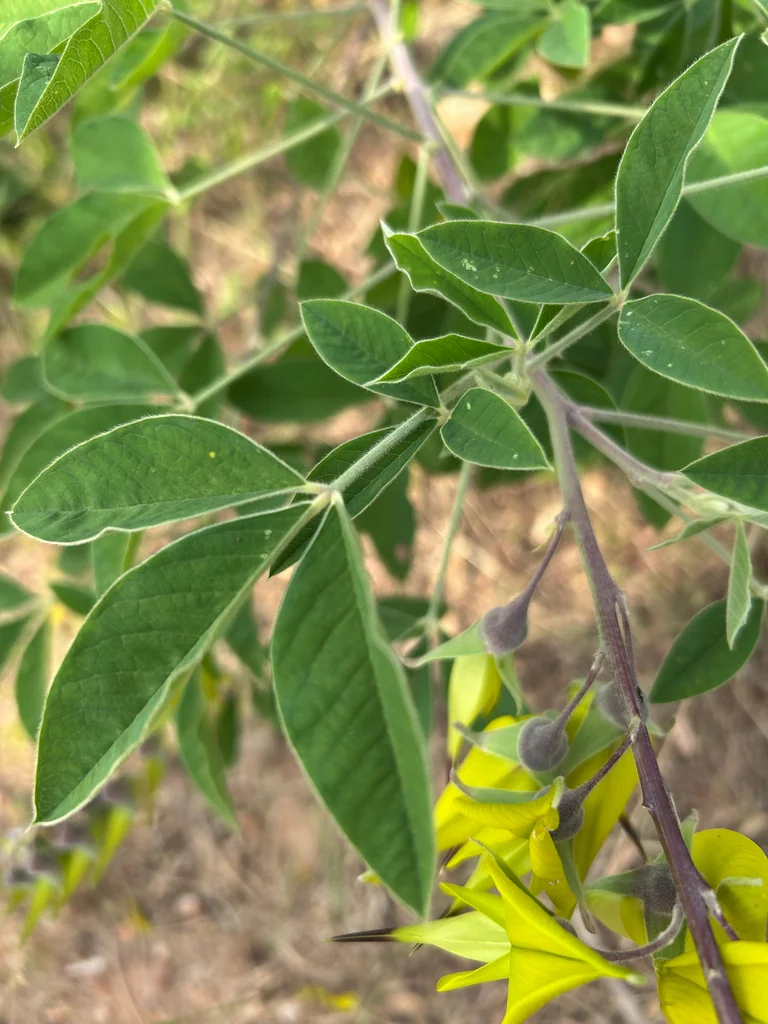 Crotalaria Agatiflora