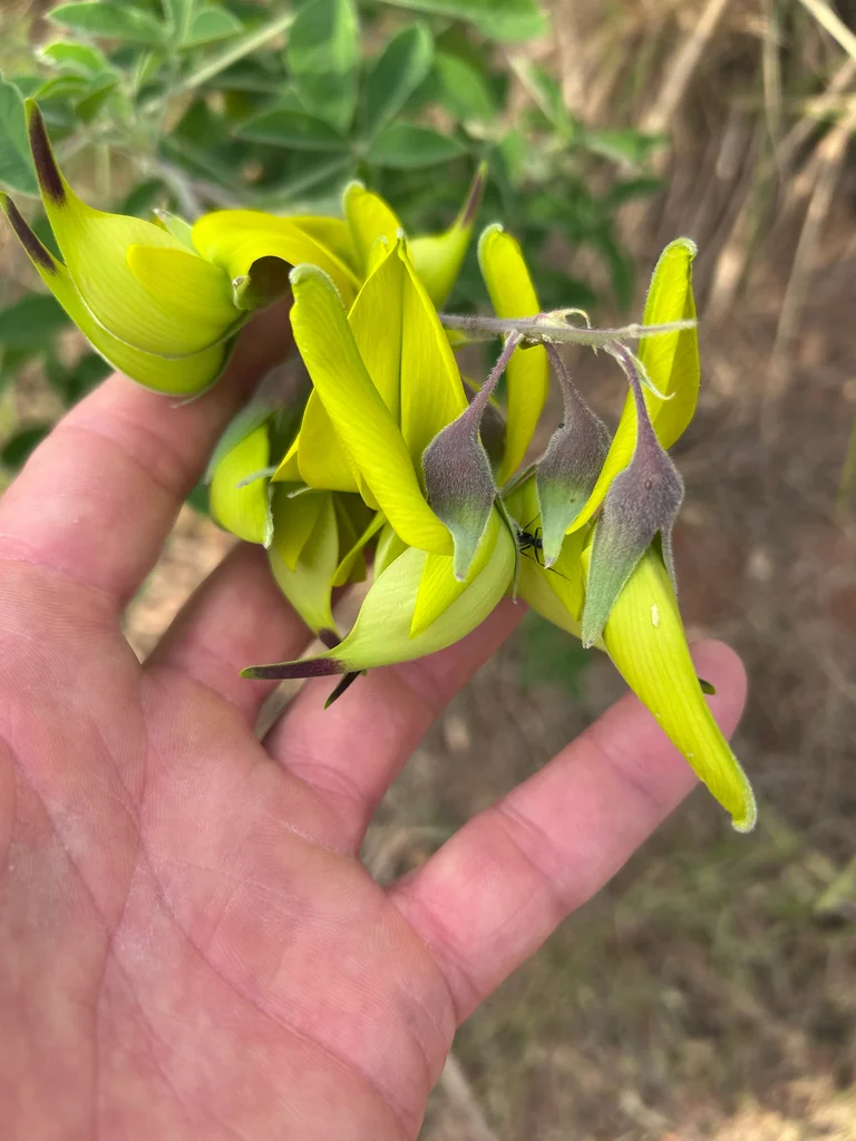 Crotalaria Agatiflora