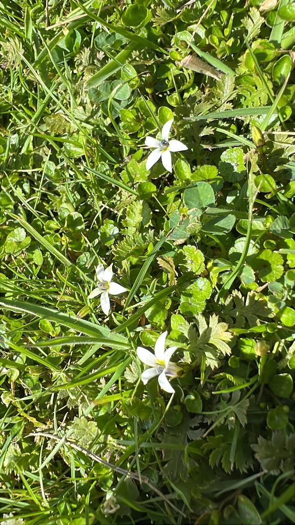Pratia Angulata