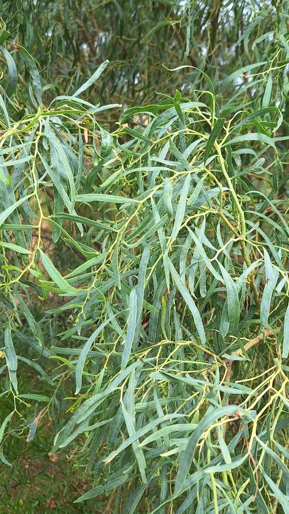 Acacia Salicina