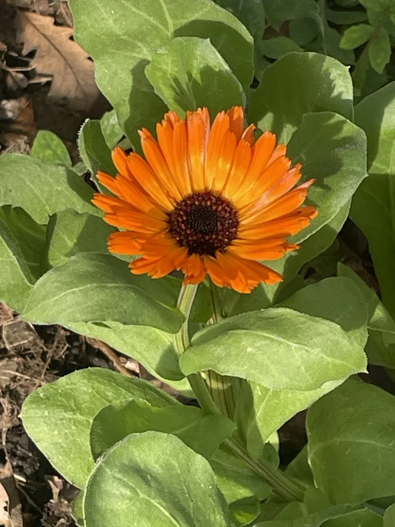 Calendula Officinalis