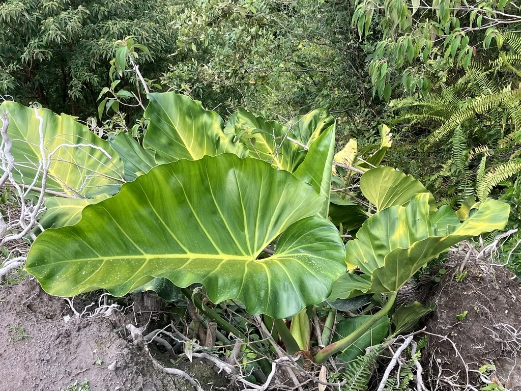 Philodendron Giganteum