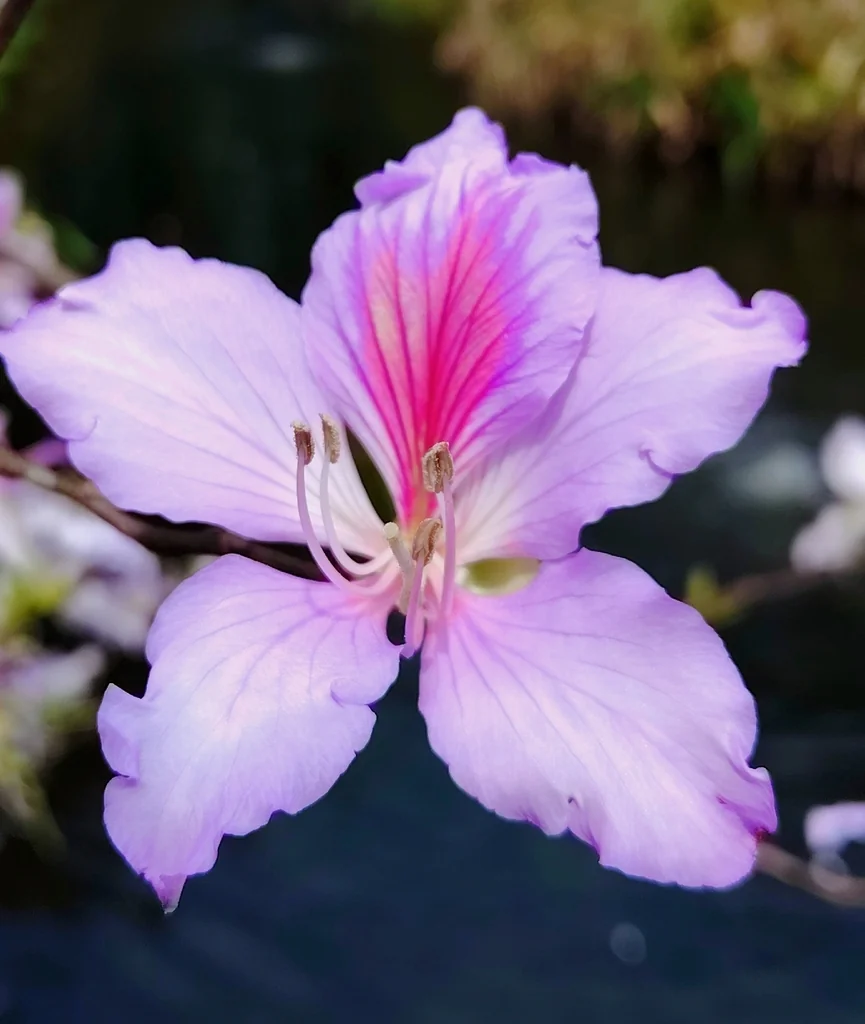 Bauhinia Variegata