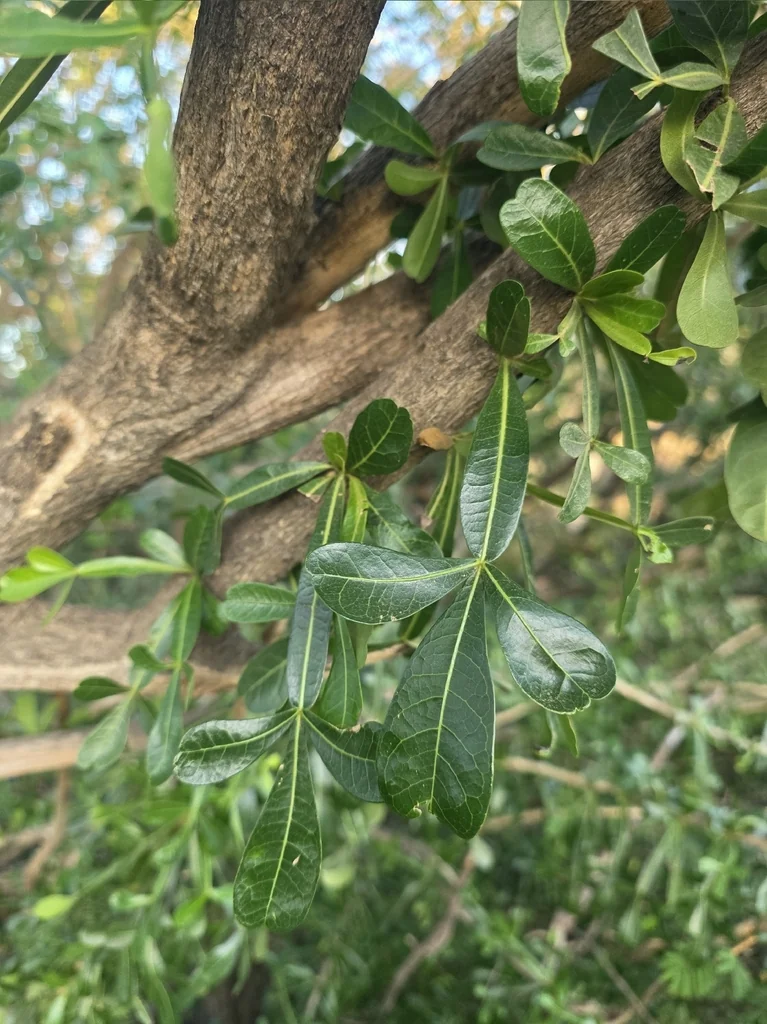Crescentia Alata