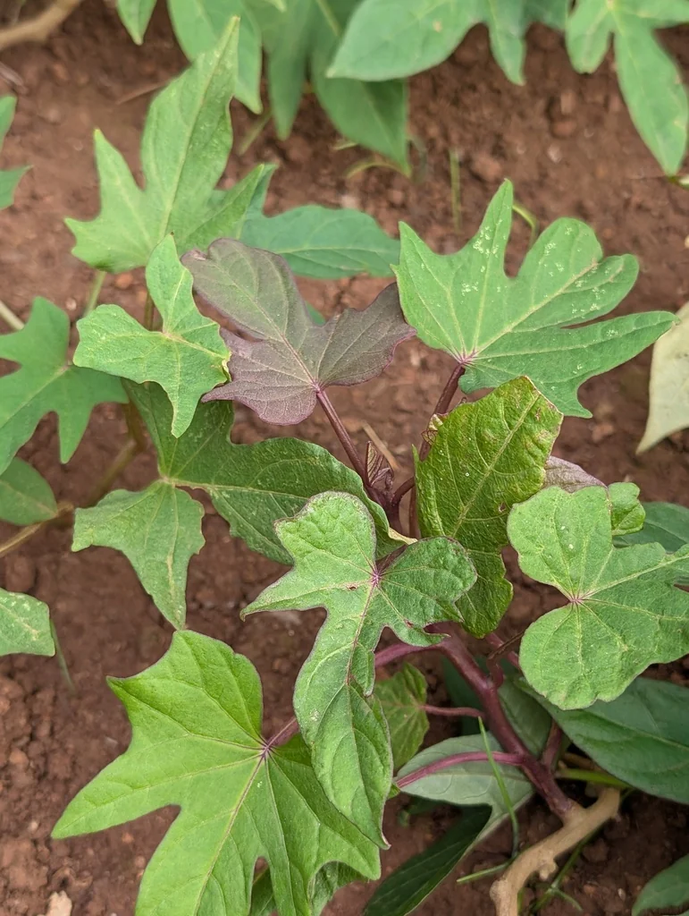 Ipomoea batatas