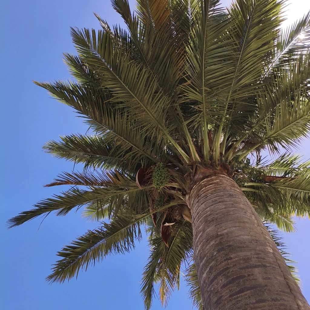 Jubaea Chilensis