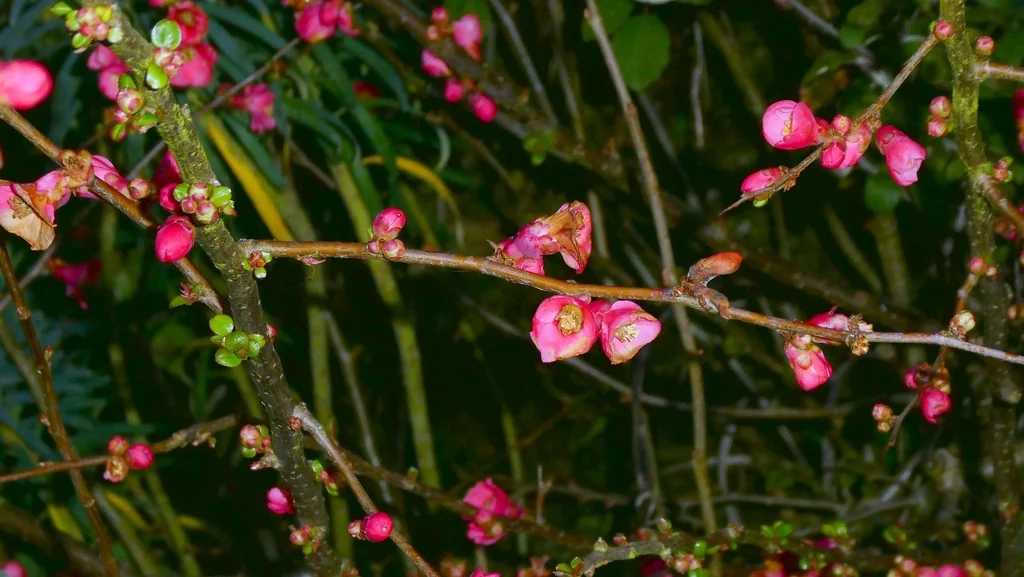 Chaenomeles speciosa
