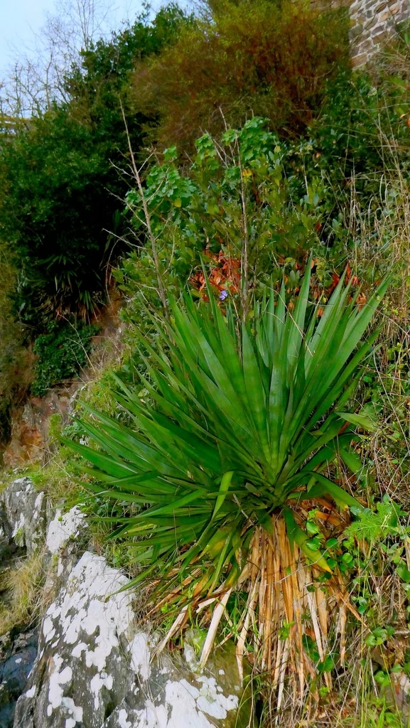 Yucca Gloriosa