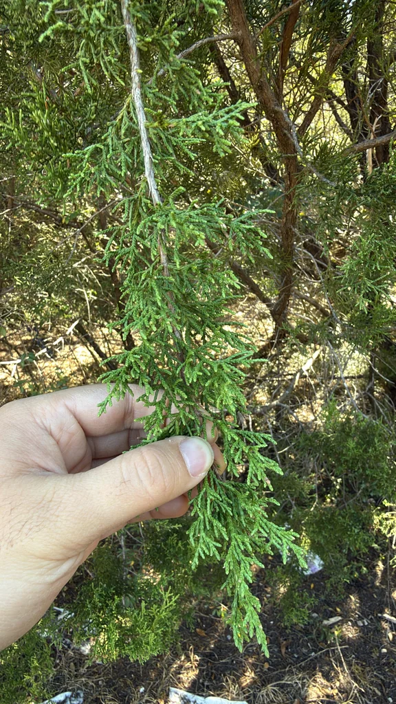 Juniperus Ashei