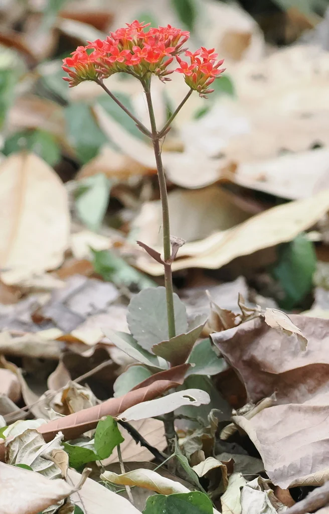 Kalanchoe Blossfeldiana