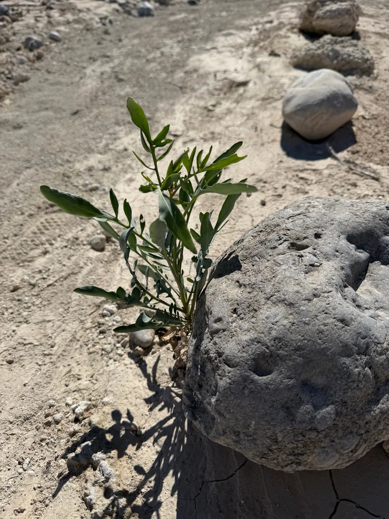 Stanleya Pinnata