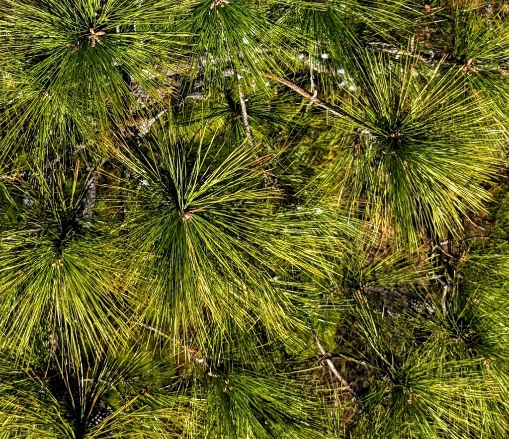 Pinus Elliotii