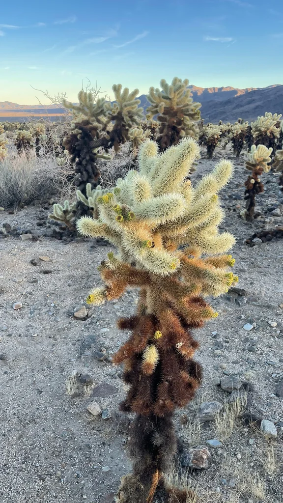 Cylindropuntia Bigelovii