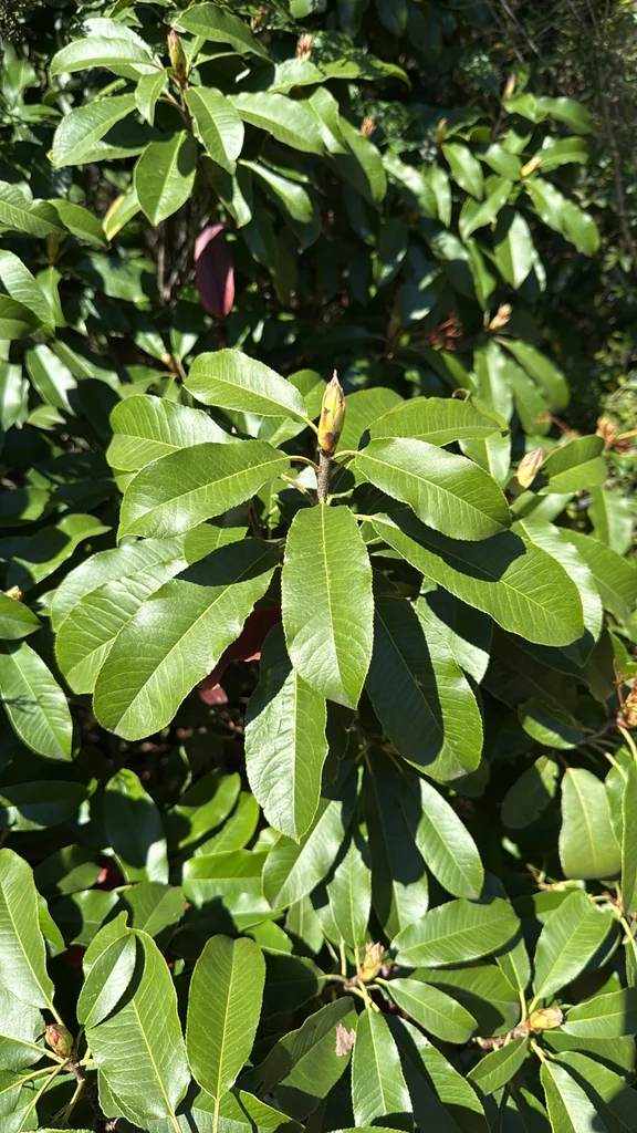 Photinia Serratifolia