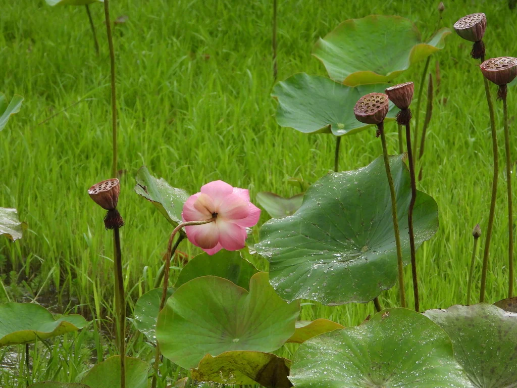 Nelumbo Nucifera