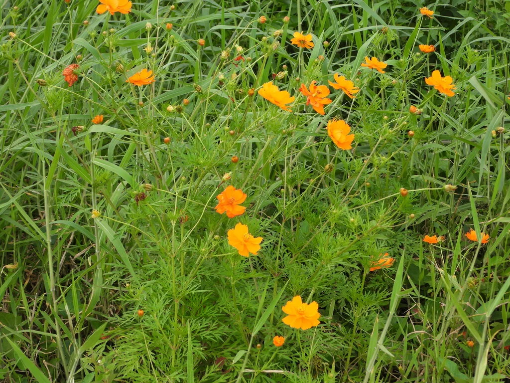 Cosmos Sulphureus