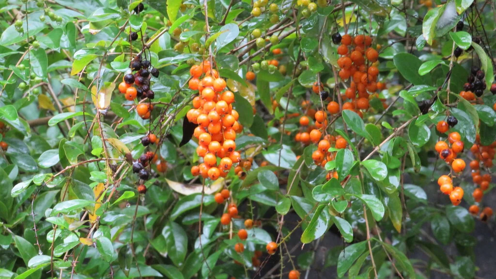 Duranta Erecta