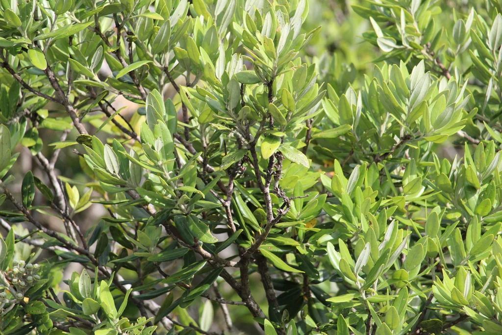 Metrosideros Excelsa