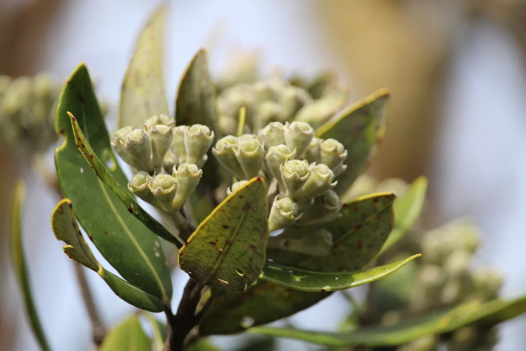 Metrosideros Excelsa