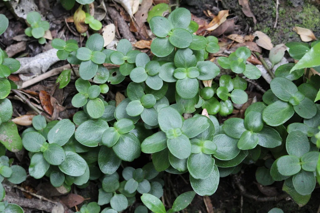 Crassula Multicava
