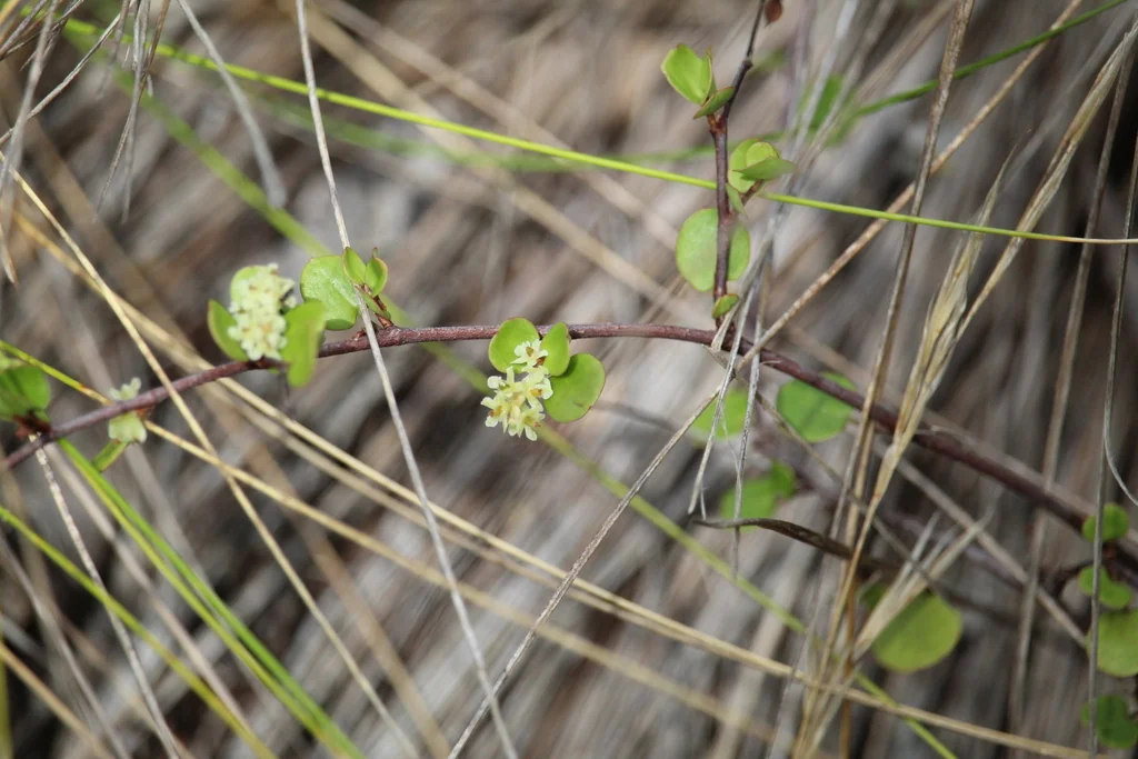 Muehlenbeckia complexa