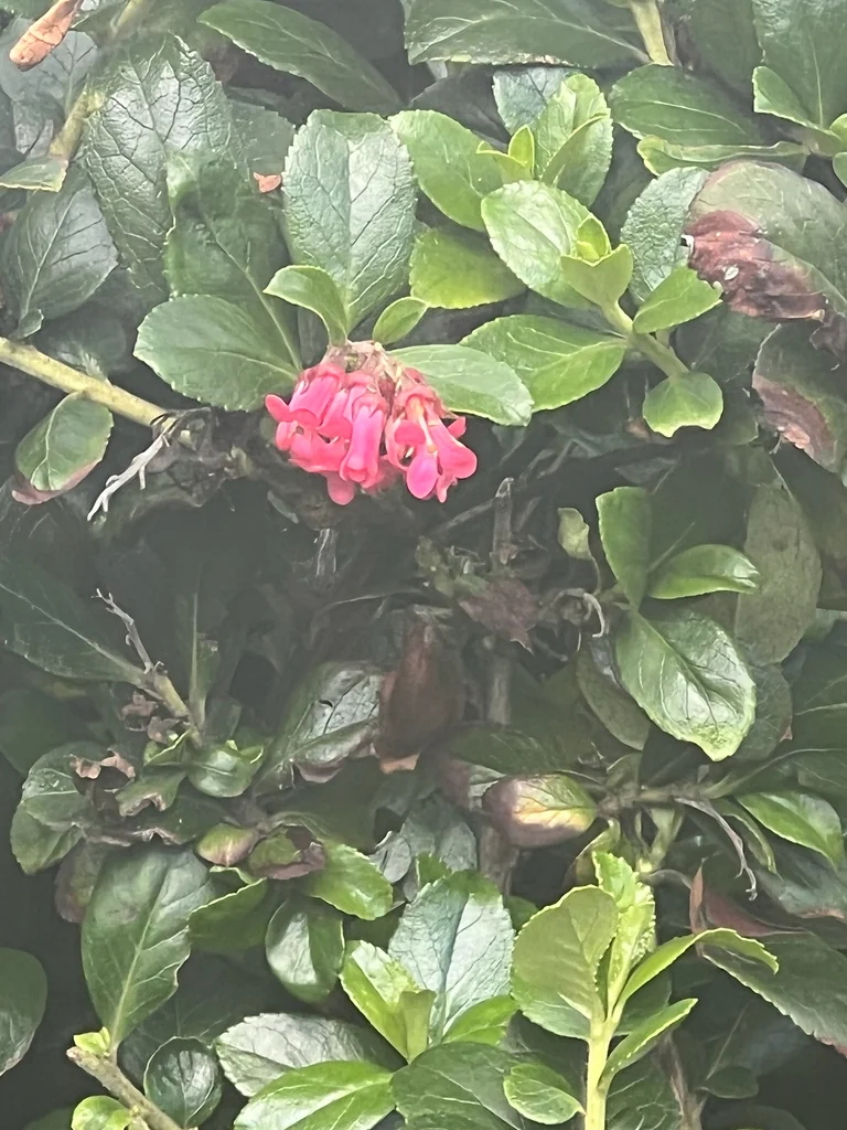 Escallonia Rubra