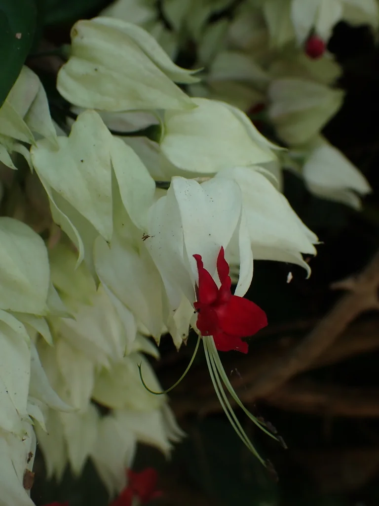 Clerodendrum Thomsoniae