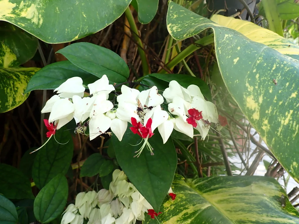 Clerodendrum Thomsoniae