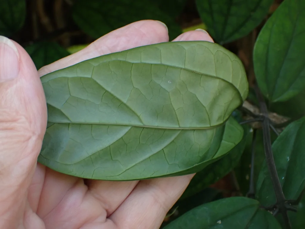 Clerodendrum Thomsoniae