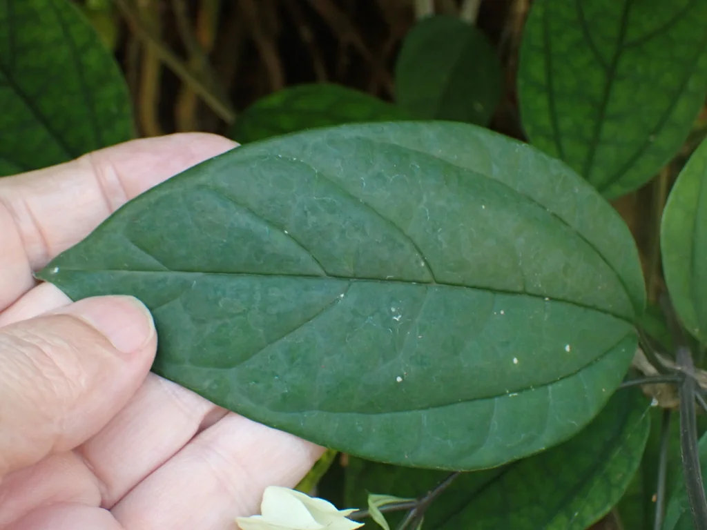 Clerodendrum Thomsoniae