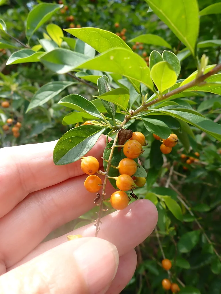 Duranta Erecta