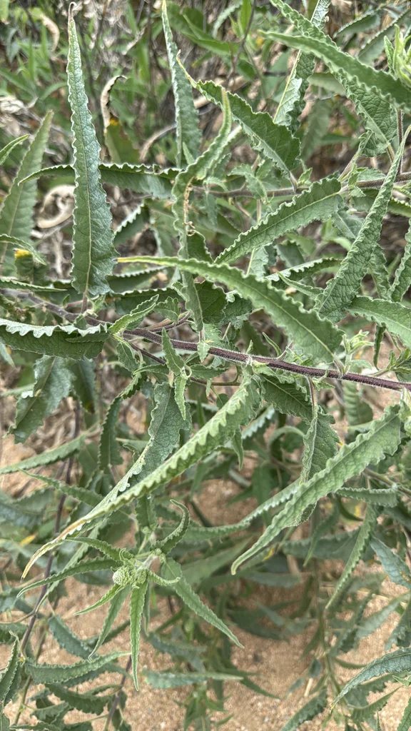 Ambrosia Ambrosioides