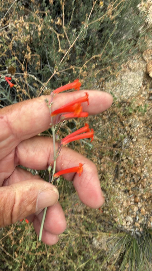 Penstemon Subulatus