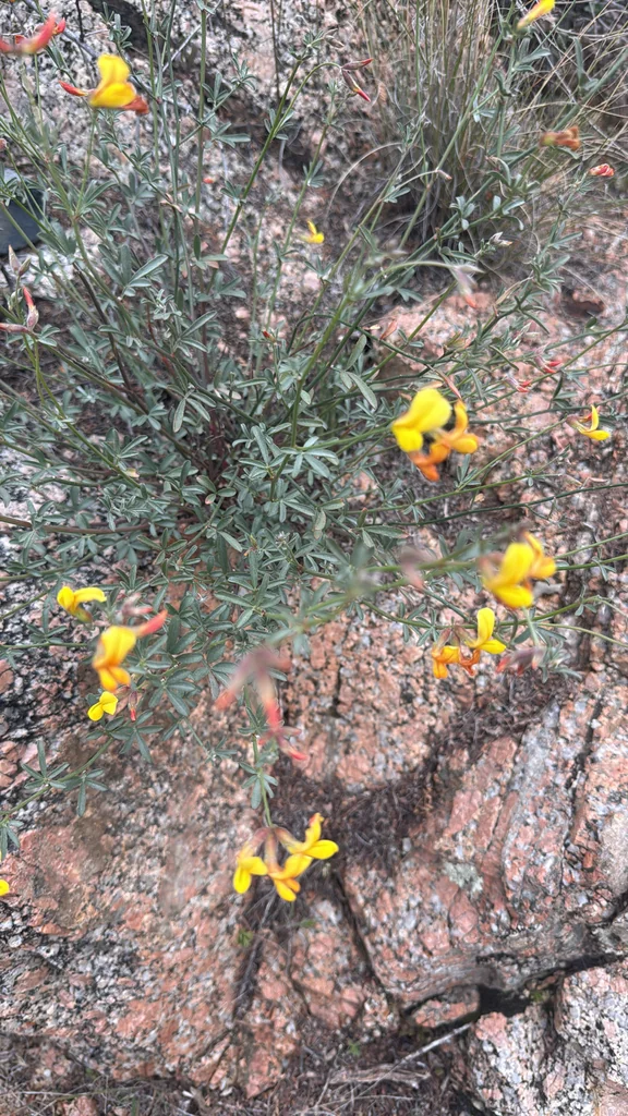 Lotus Rigidus