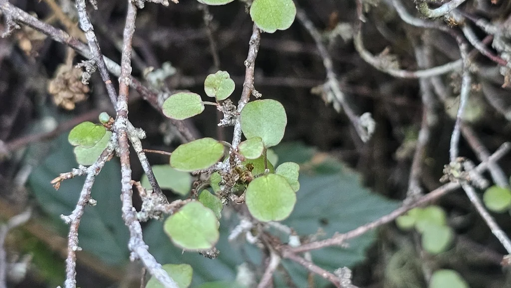 Muehlenbeckia complexa