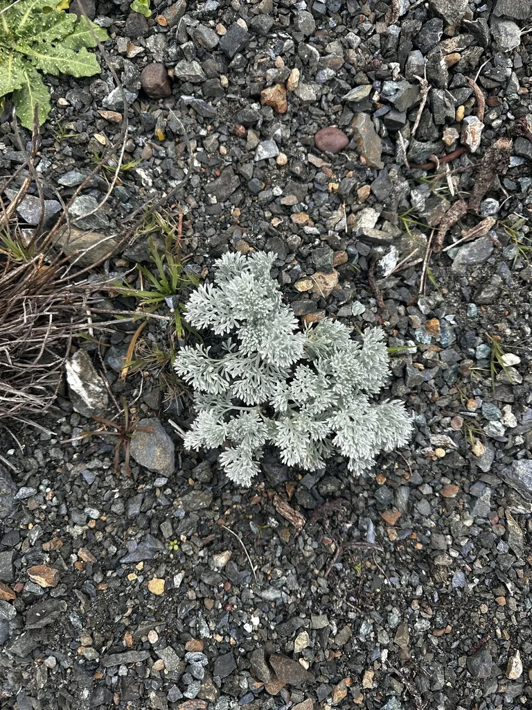 Artemisia Pycnocephala