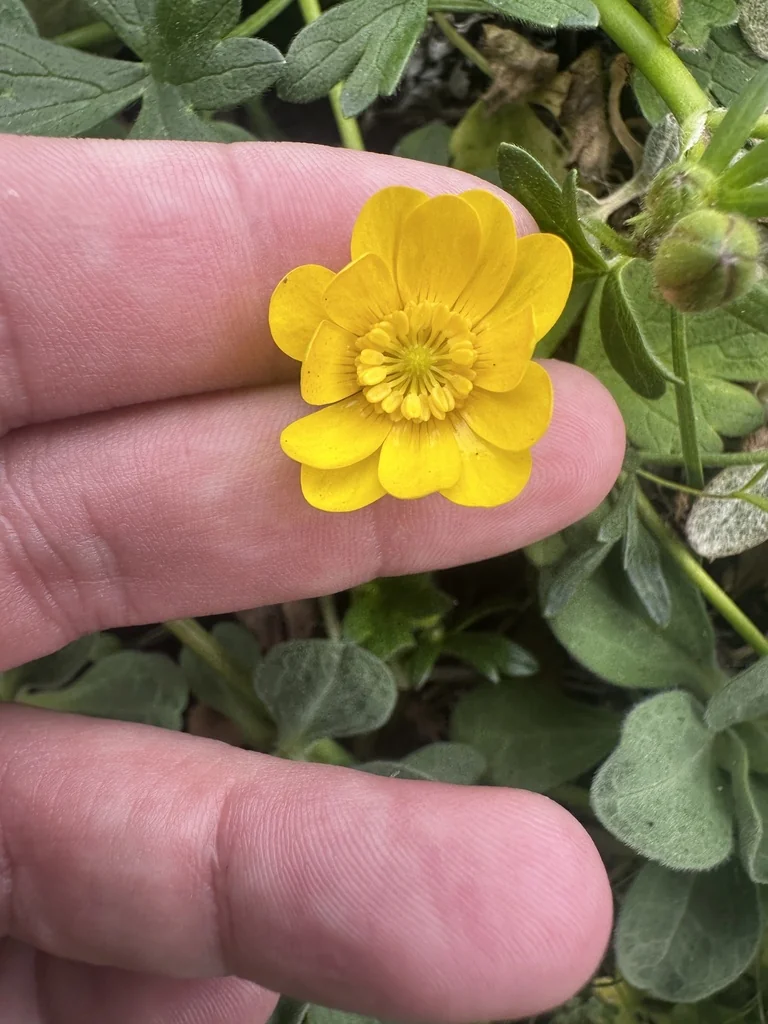 Ranunculus Californicus