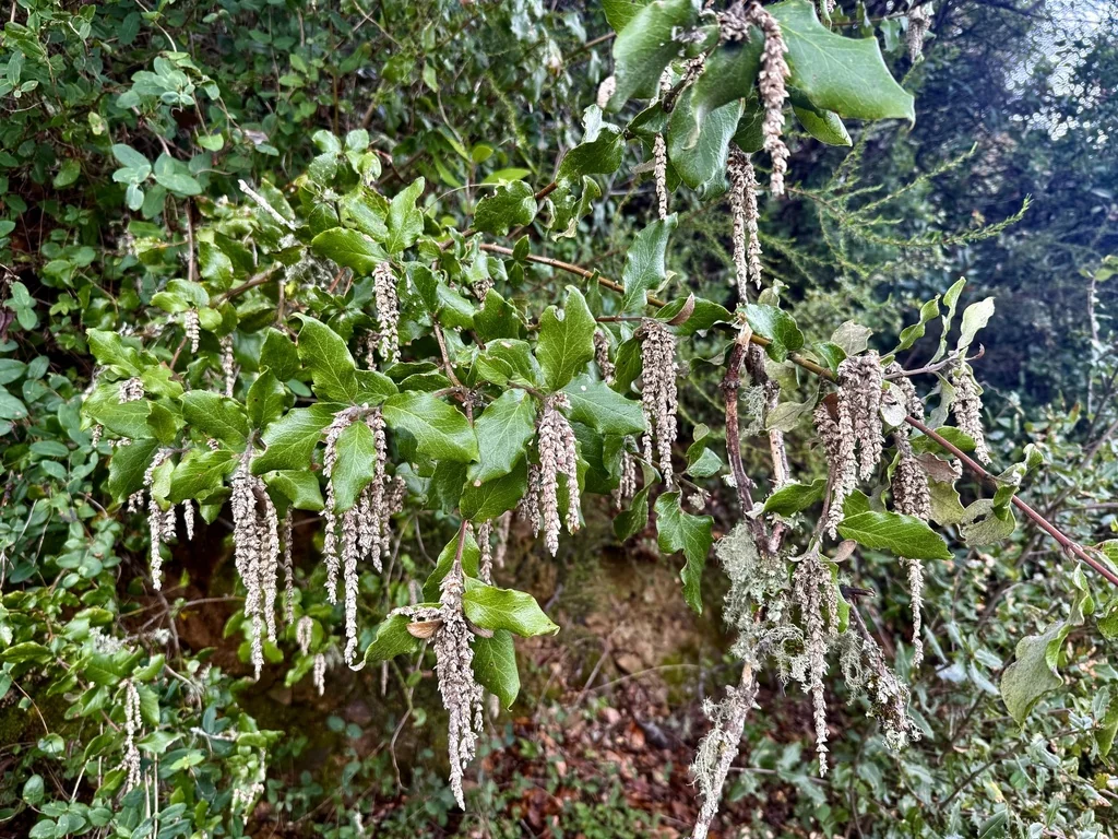 Garrya elliptica