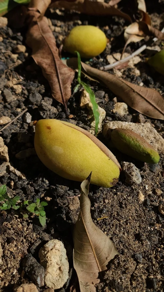 Mangifera indica