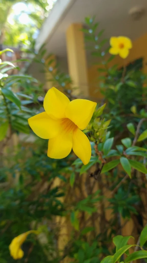 Allamanda Cathartica