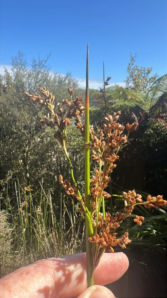 Juncus Pallidus