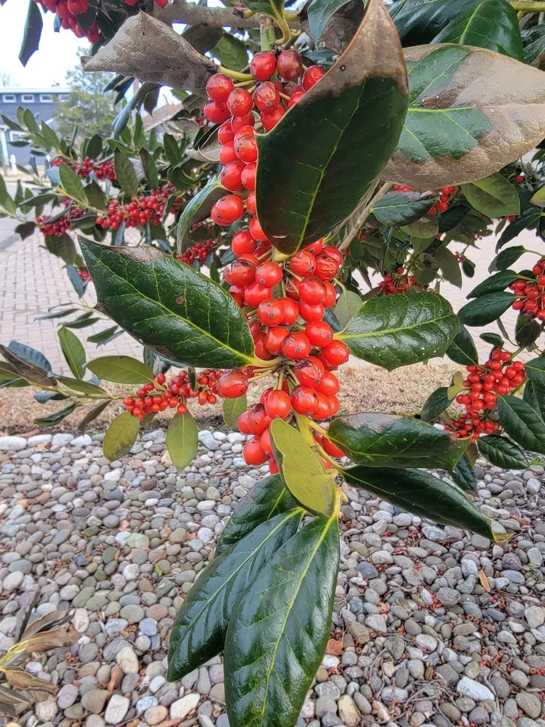 Ilex Cornuta